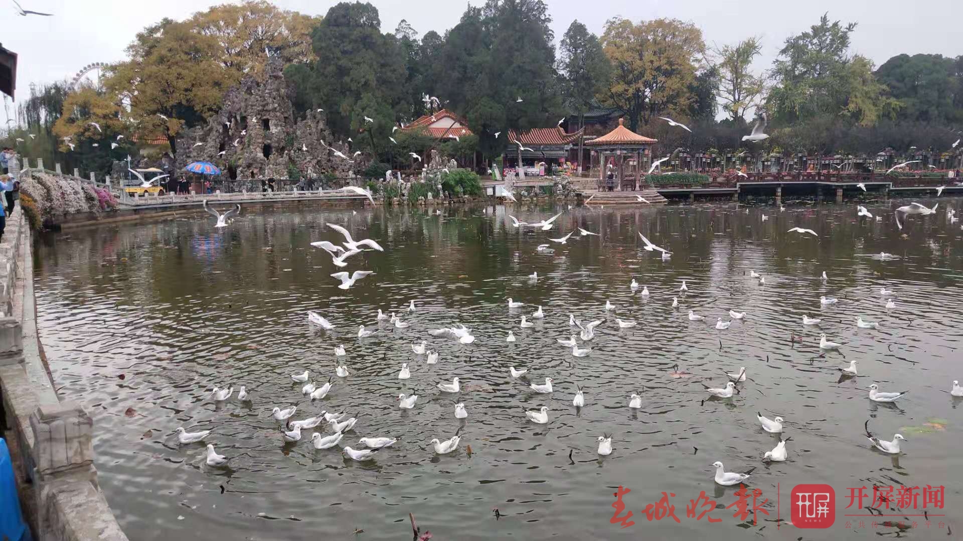 大观楼可以观鸥