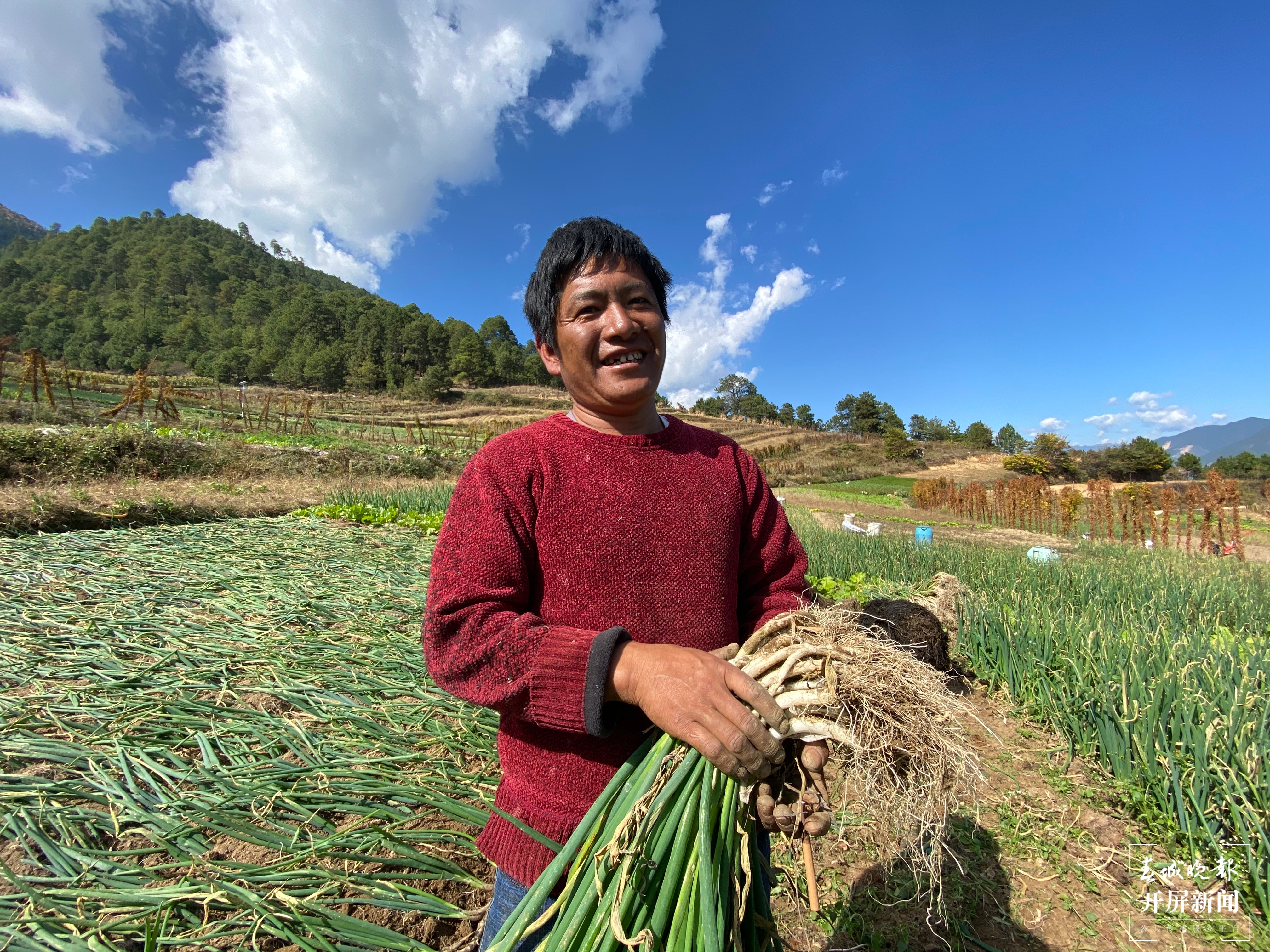 【2020迪庆故事】蔬菜大棚“种”出幸福生活  和继泉（春城晚报-开屏新闻记者 木晓雯 周柯妤 王宇衡 摄影报道）3.jpg