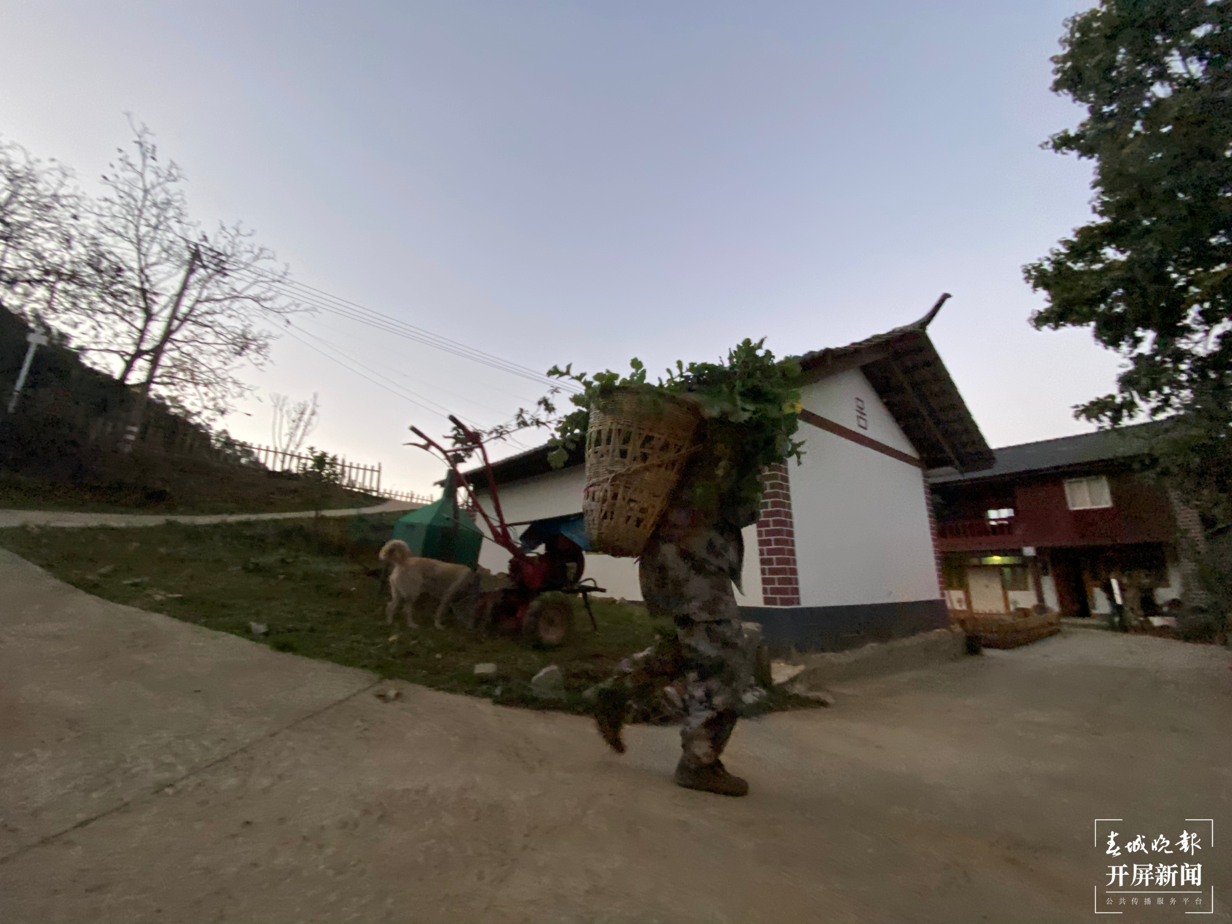 【2020迪庆故事】蔬菜大棚“种”出幸福生活  和继泉（春城晚报-开屏新闻记者 木晓雯 周柯妤 王宇衡 摄影报道）5.jpg