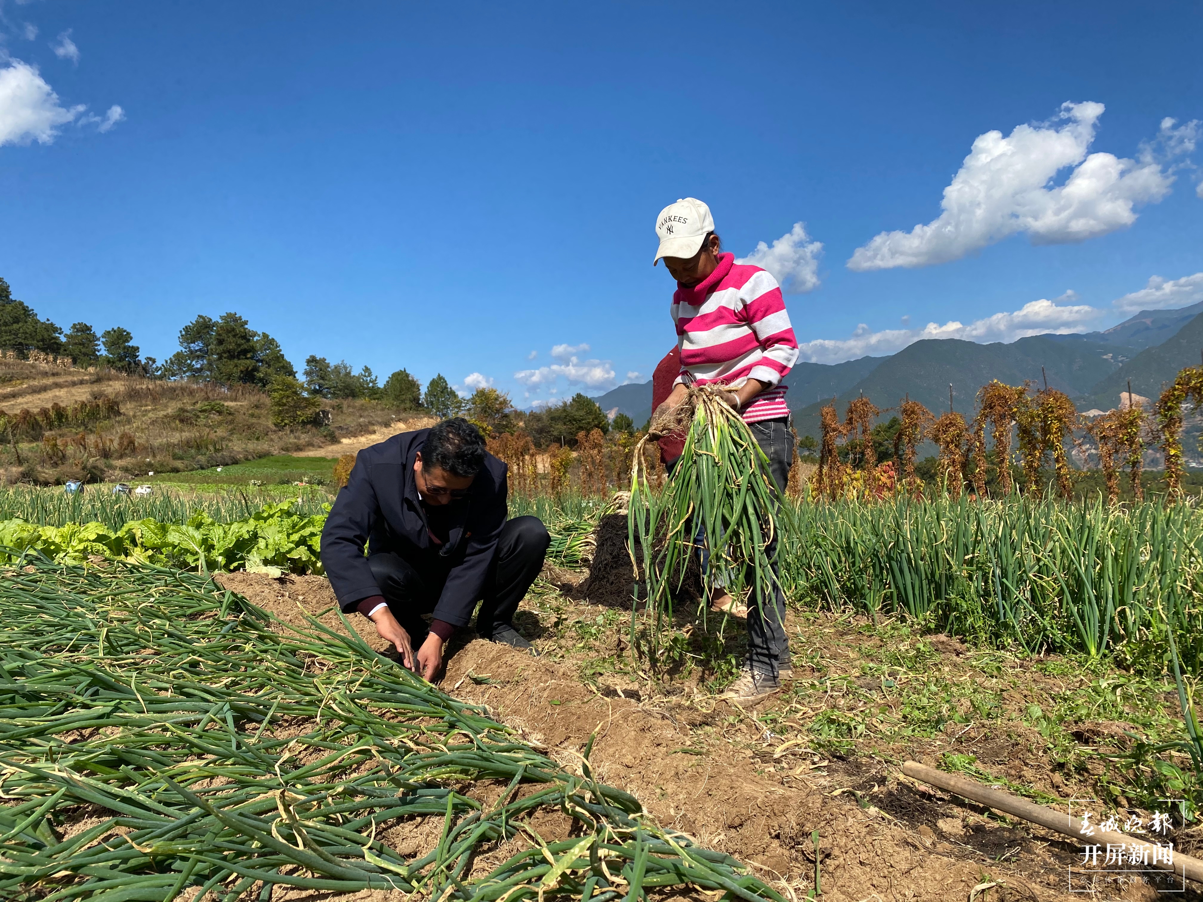 【2020迪庆故事】蔬菜大棚“种”出幸福生活  和继泉（春城晚报-开屏新闻记者 木晓雯 周柯妤 王宇衡 摄影报道）7.jpg