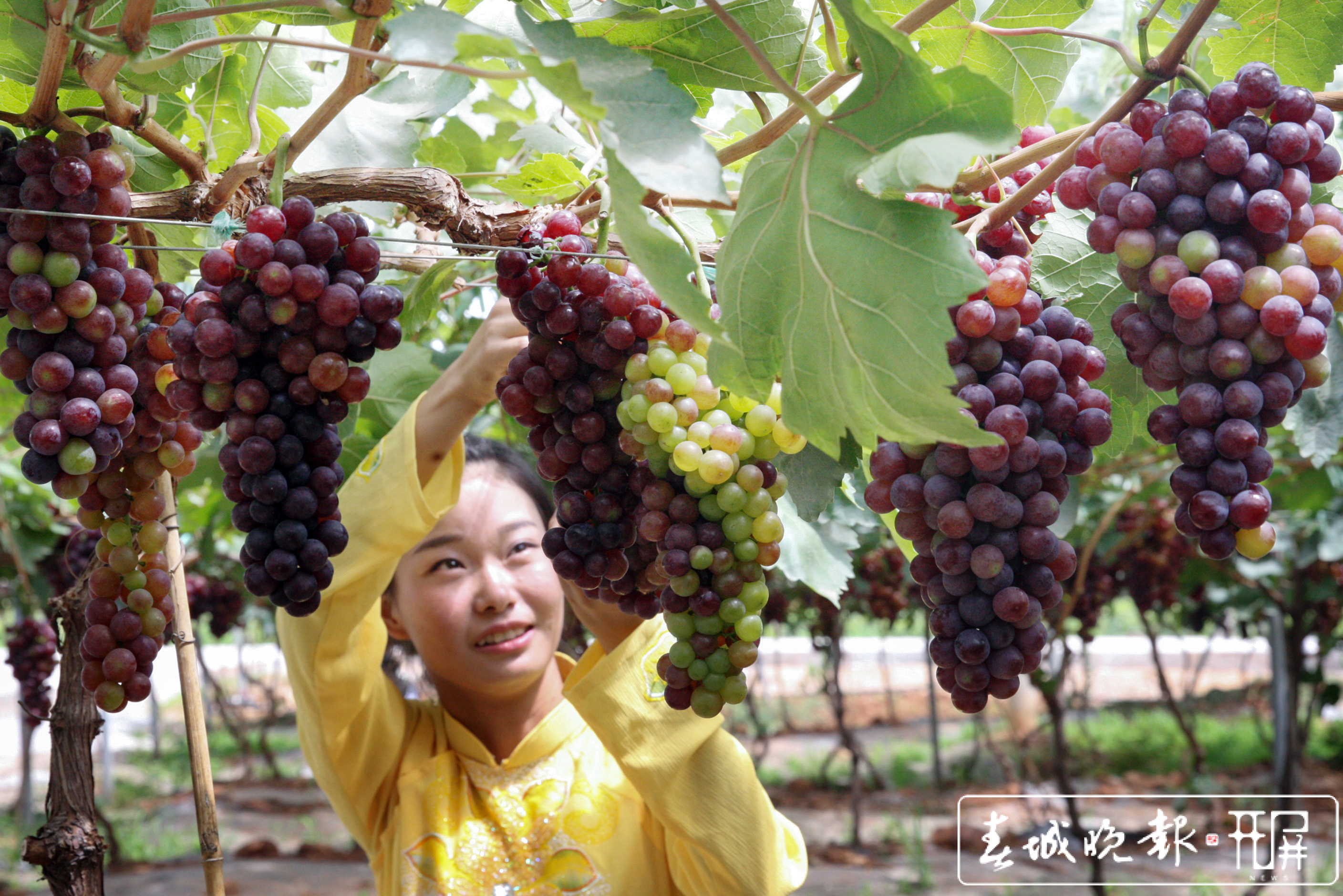 打好“绿色食品牌”，我省大有可为。 记者 陈飞 摄