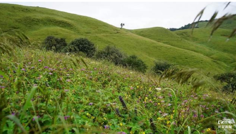 保山香柏场高山草甸（春城晚报-开屏新闻记者 崔敏 通讯员 甘湉 摄）