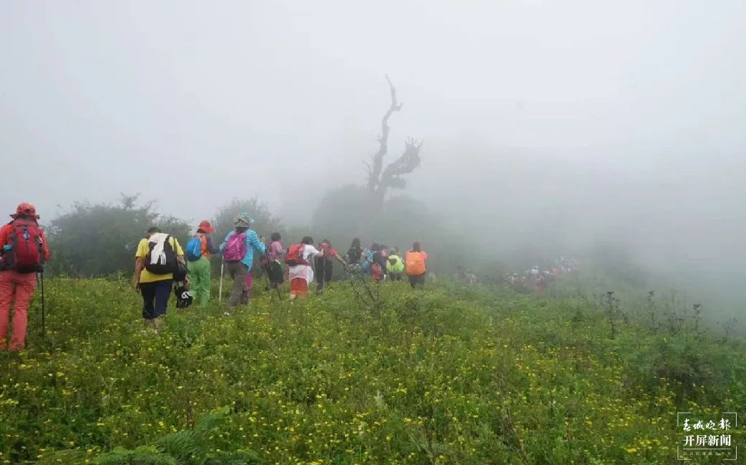 保山香柏场高山草甸（春城晚报-开屏新闻记者 崔敏 通讯员 甘湉 摄）