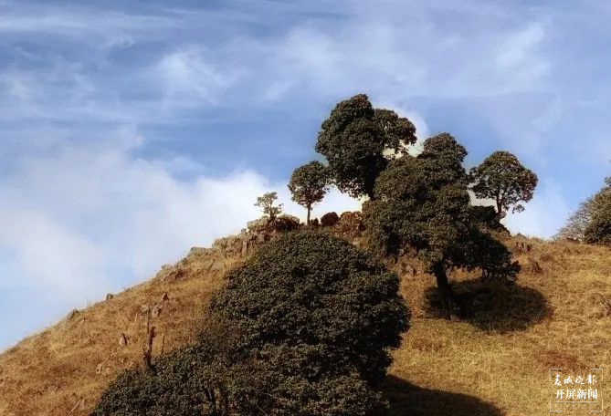 保山香柏场高山草甸（春城晚报-开屏新闻记者 崔敏 通讯员 甘湉 摄）