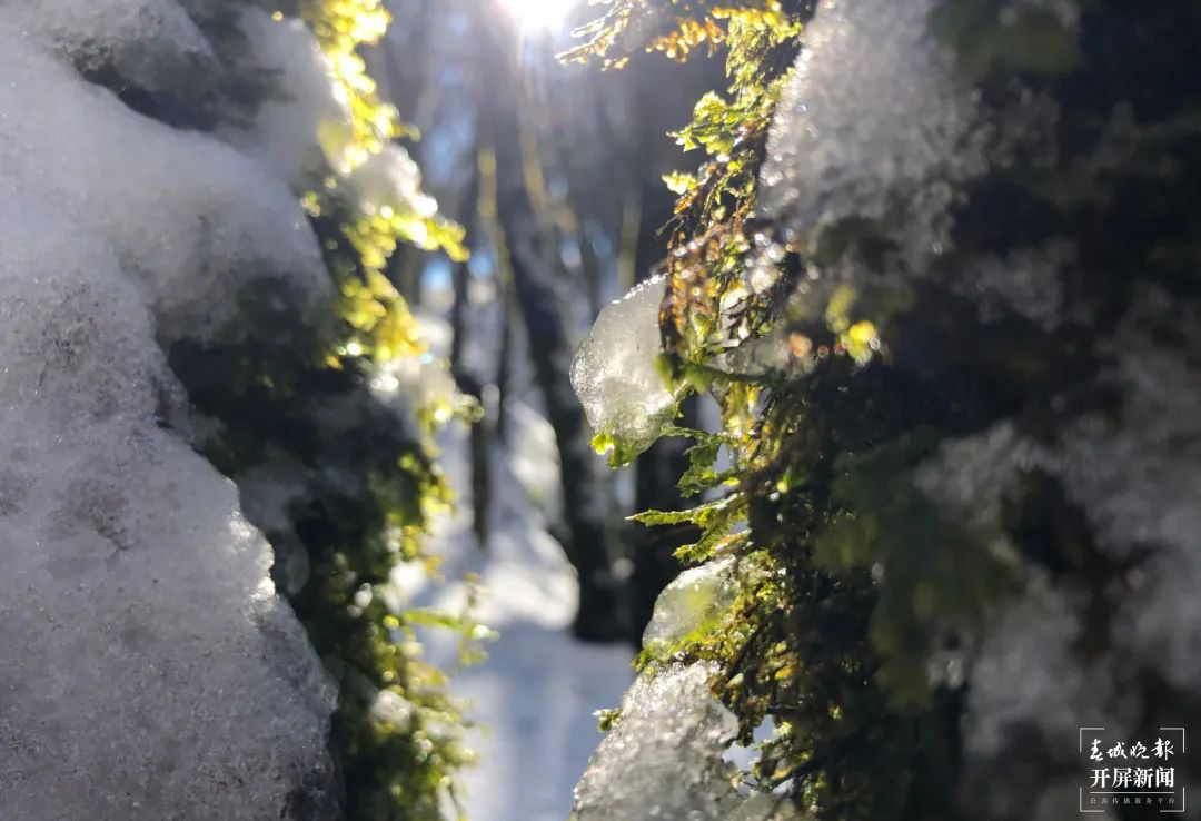 保山香柏场高山草甸（春城晚报-开屏新闻记者 崔敏 通讯员 甘湉 摄）
