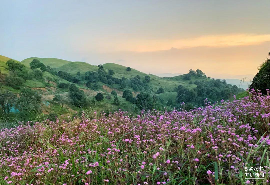 保山香柏场高山草甸（春城晚报-开屏新闻记者 崔敏 通讯员 甘湉 摄）