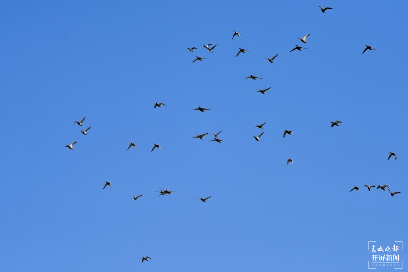 开屏云游 | 保山昌宁:数百只水鸟翻飞大明湖 崔敏 通讯员 吴再忠 摄