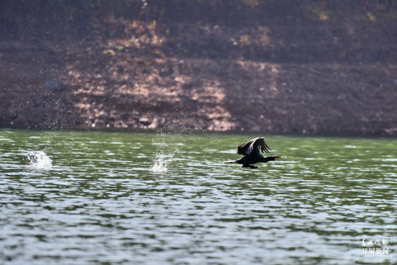 开屏云游 | 保山昌宁:数百只水鸟翻飞大明湖 崔敏 通讯员 吴再忠 摄