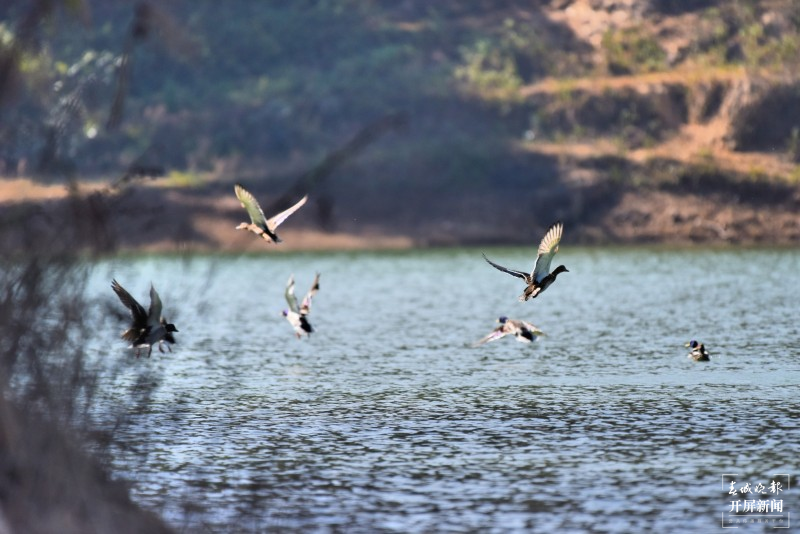 开屏云游 | 保山昌宁:数百只水鸟翻飞大明湖 崔敏 通讯员 吴再忠 摄