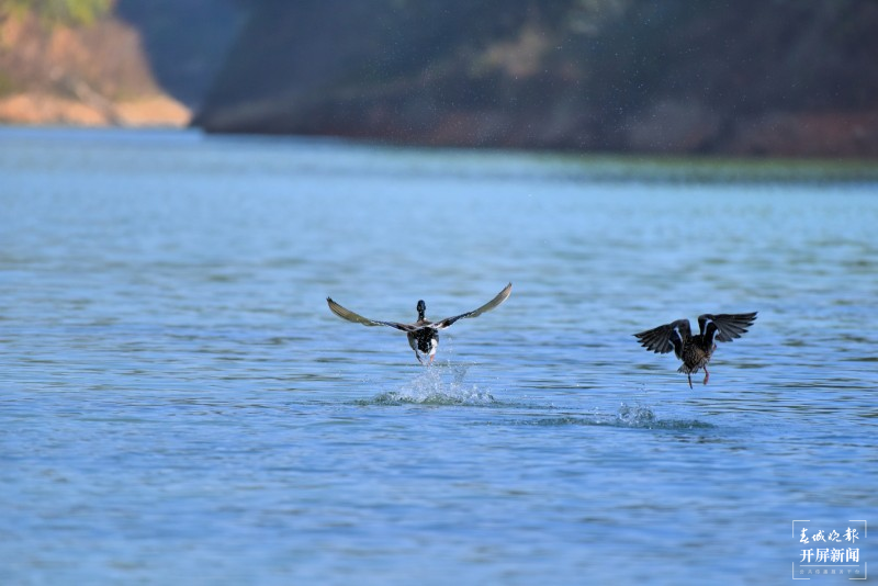 开屏云游 | 保山昌宁:数百只水鸟翻飞大明湖 崔敏 通讯员 吴再忠 摄