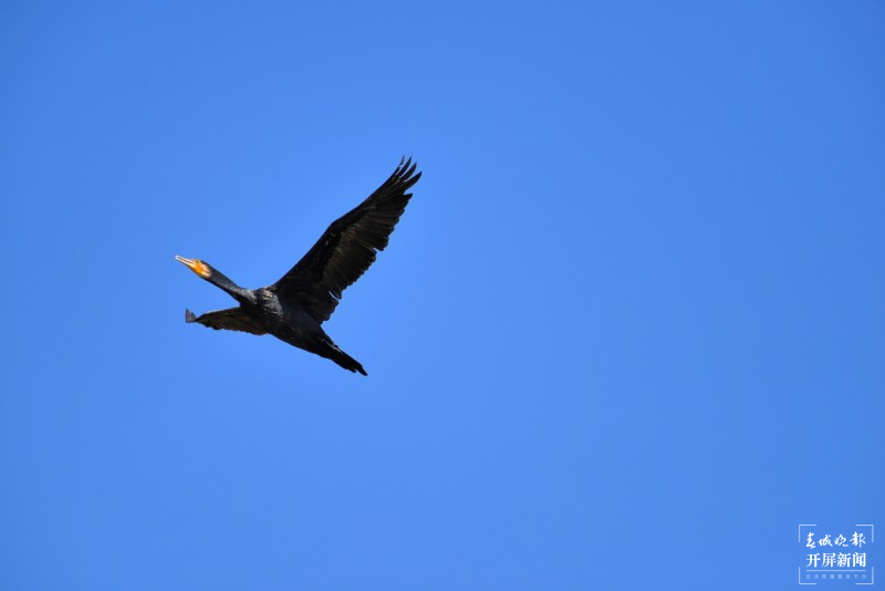 开屏云游 | 保山昌宁:数百只水鸟翻飞大明湖 崔敏 通讯员 吴再忠 摄