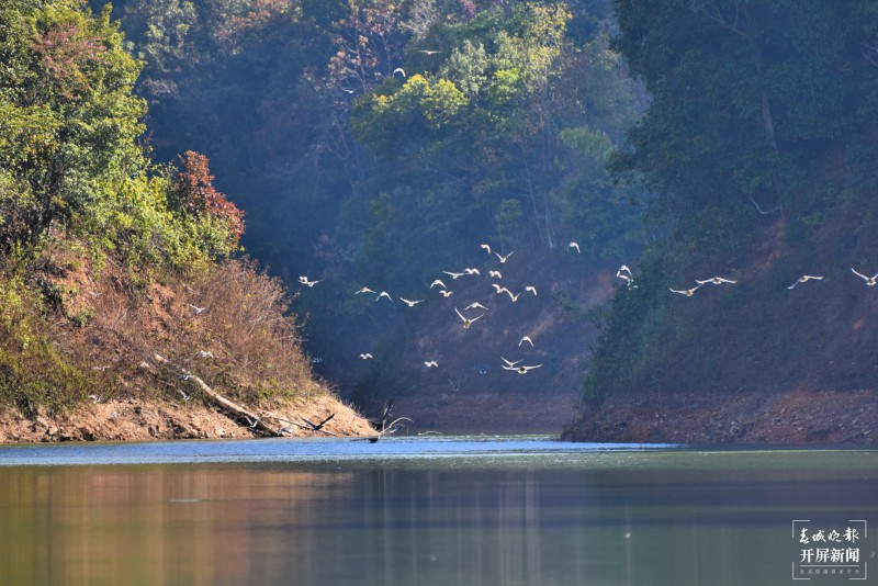 开屏云游 | 保山昌宁:数百只水鸟翻飞大明湖 崔敏 通讯员 吴再忠 摄
