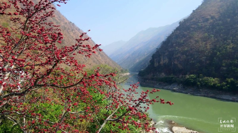 开屏云游 | 保山施甸：怒江两岸木棉花开，朵朵红艳灿若云霞 崔敏 通讯员 段晓波 杨磊 杨继泽 胡正飞 摄