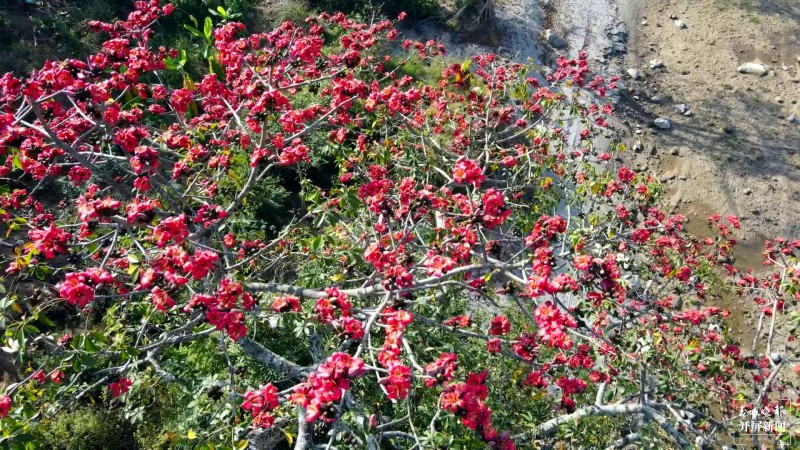 开屏云游 | 保山施甸：怒江两岸木棉花开，朵朵红艳灿若云霞 崔敏 通讯员 段晓波 杨磊 杨继泽 胡正飞 摄