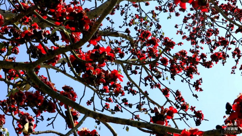 开屏云游 | 保山施甸：怒江两岸木棉花开，朵朵红艳灿若云霞 崔敏 通讯员 段晓波 杨磊 杨继泽 胡正飞 摄