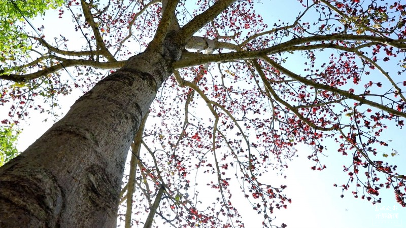开屏云游 | 保山施甸：怒江两岸木棉花开，朵朵红艳灿若云霞 崔敏 通讯员 段晓波 杨磊 杨继泽 胡正飞 摄