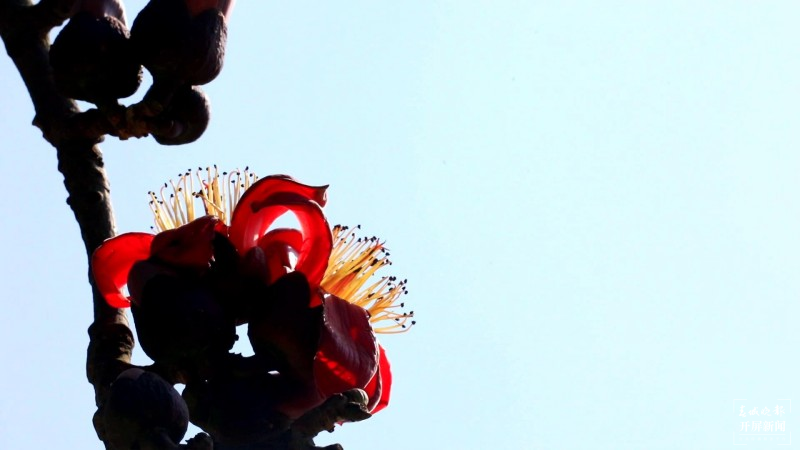 开屏云游 | 保山施甸：怒江两岸木棉花开，朵朵红艳灿若云霞 崔敏 通讯员 段晓波 杨磊 杨继泽 胡正飞 摄
