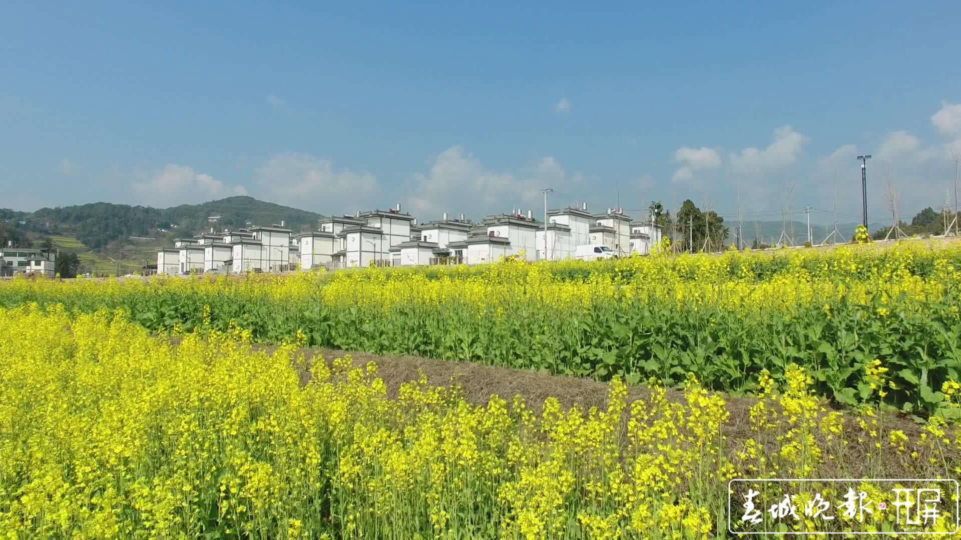 菜花腌菜 (6).jpg