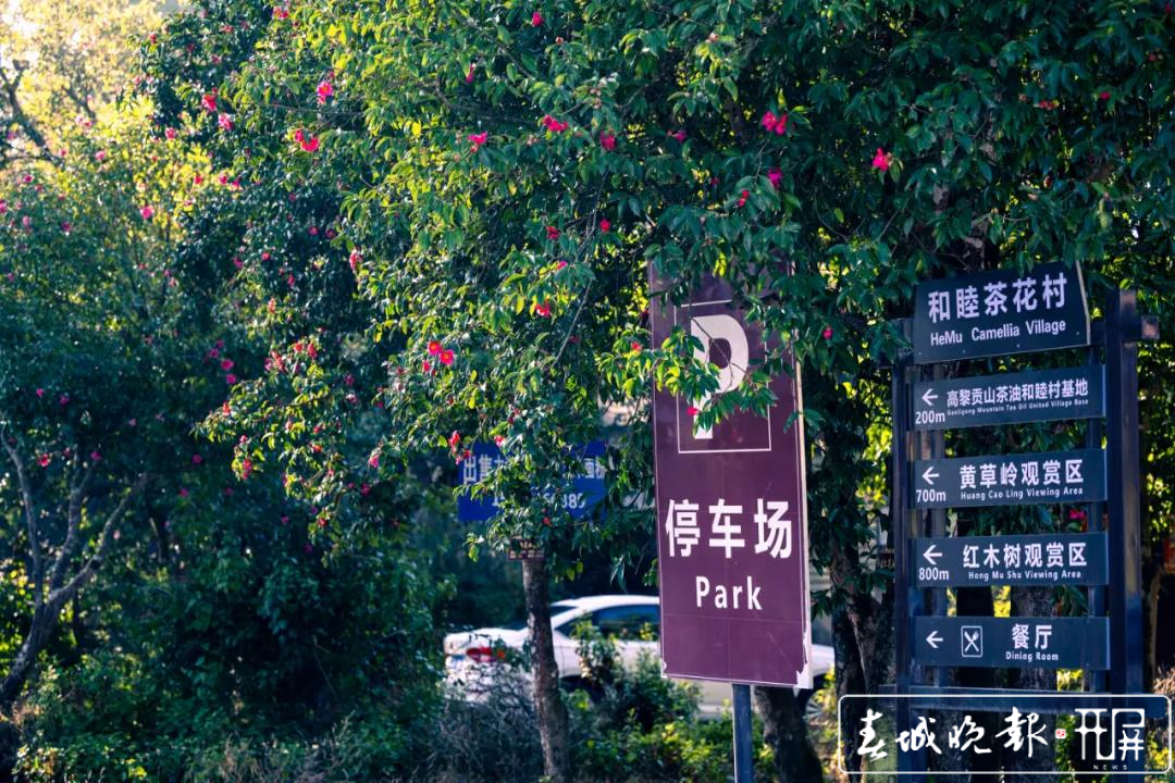保山腾冲：和睦油茶朵朵开 (6).jpg