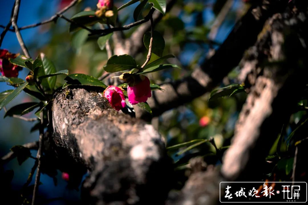 保山腾冲：和睦油茶朵朵开 (7).jpg