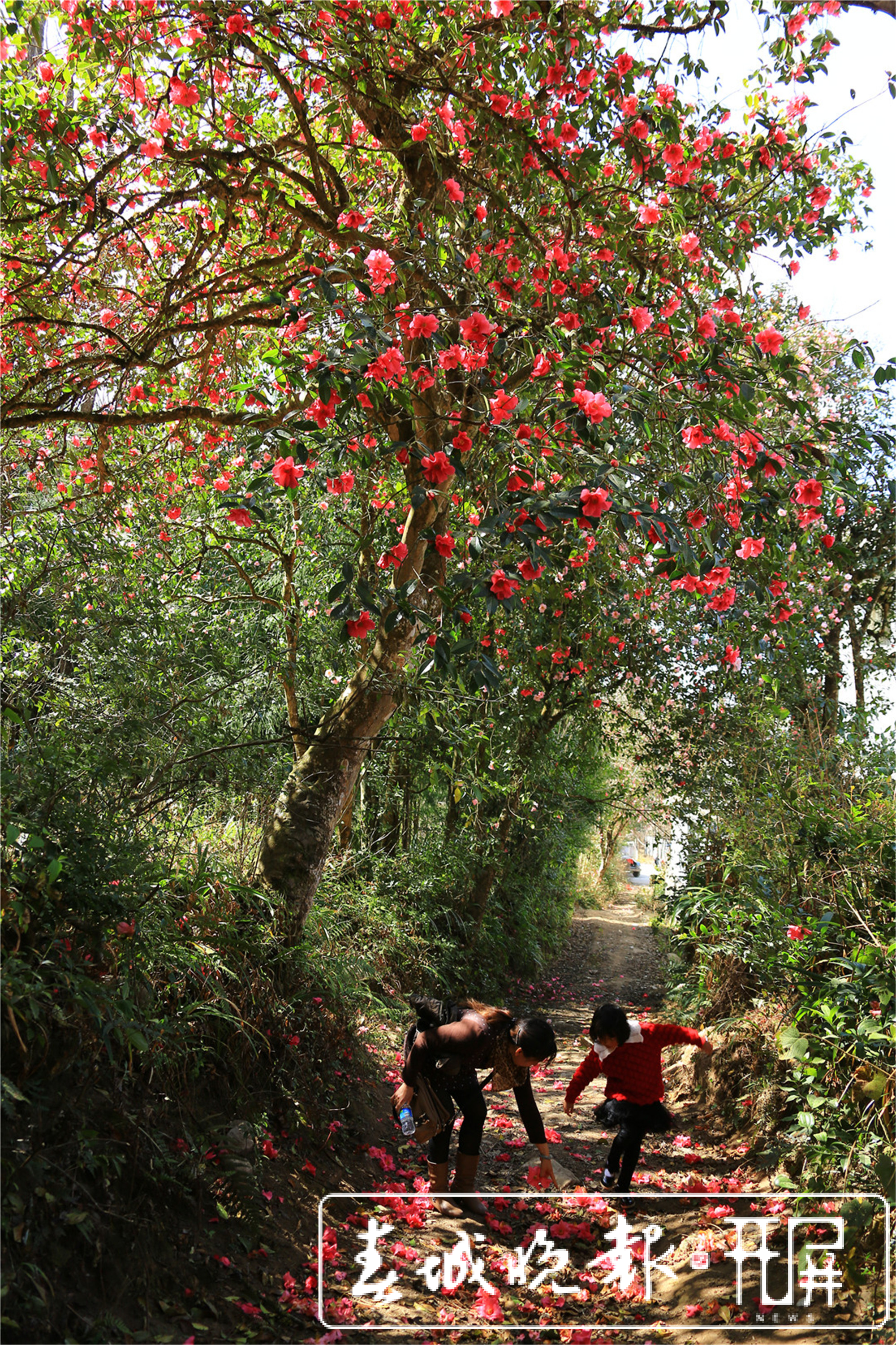 保山腾冲：和睦油茶朵朵开 (5).jpg