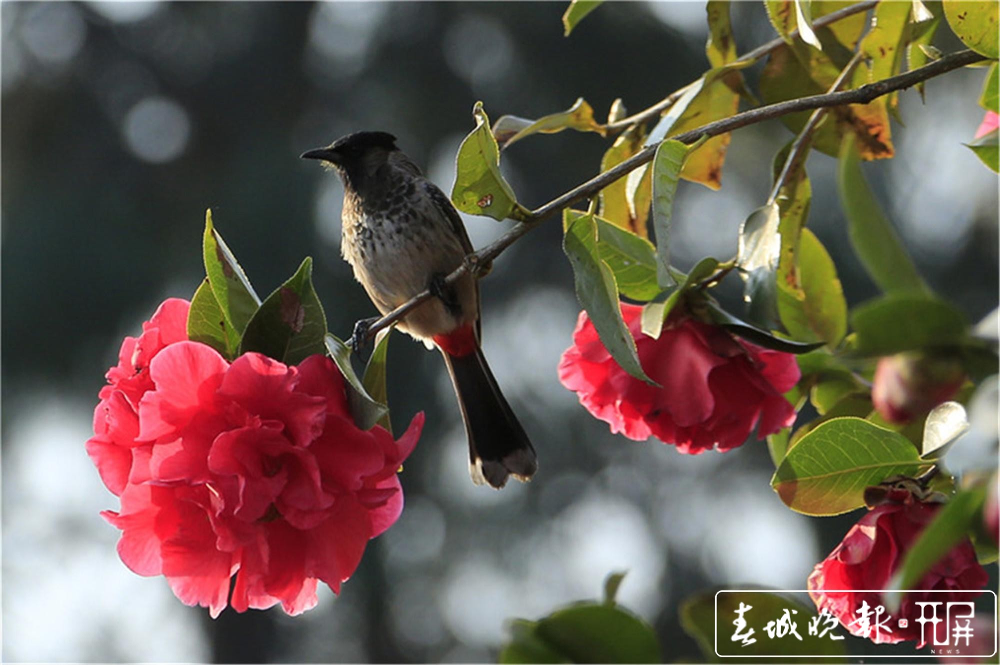 保山腾冲：和睦油茶朵朵开 (4).jpg