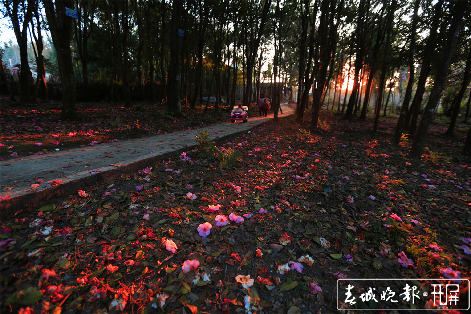 保山腾冲：和睦油茶朵朵开 (3).jpg