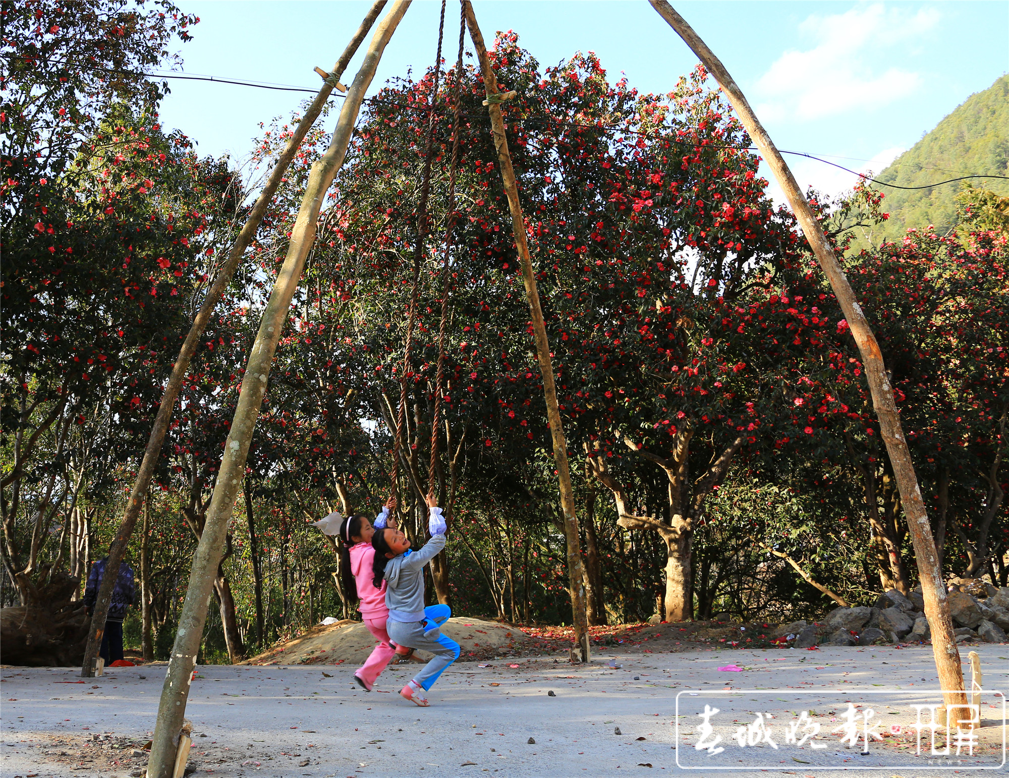 保山腾冲：和睦油茶朵朵开 (2).JPG