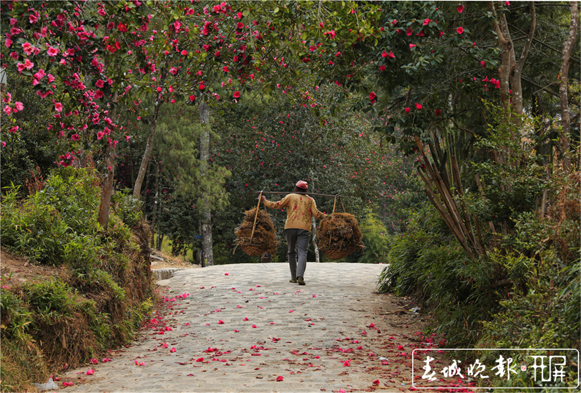 保山腾冲：和睦油茶朵朵开 (1).jpg