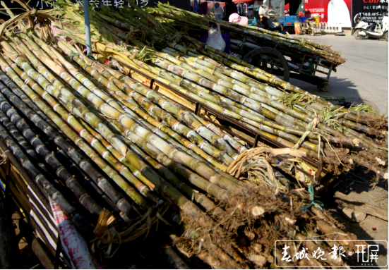 施甸：过年了 一起“刳”甘蔗克.png