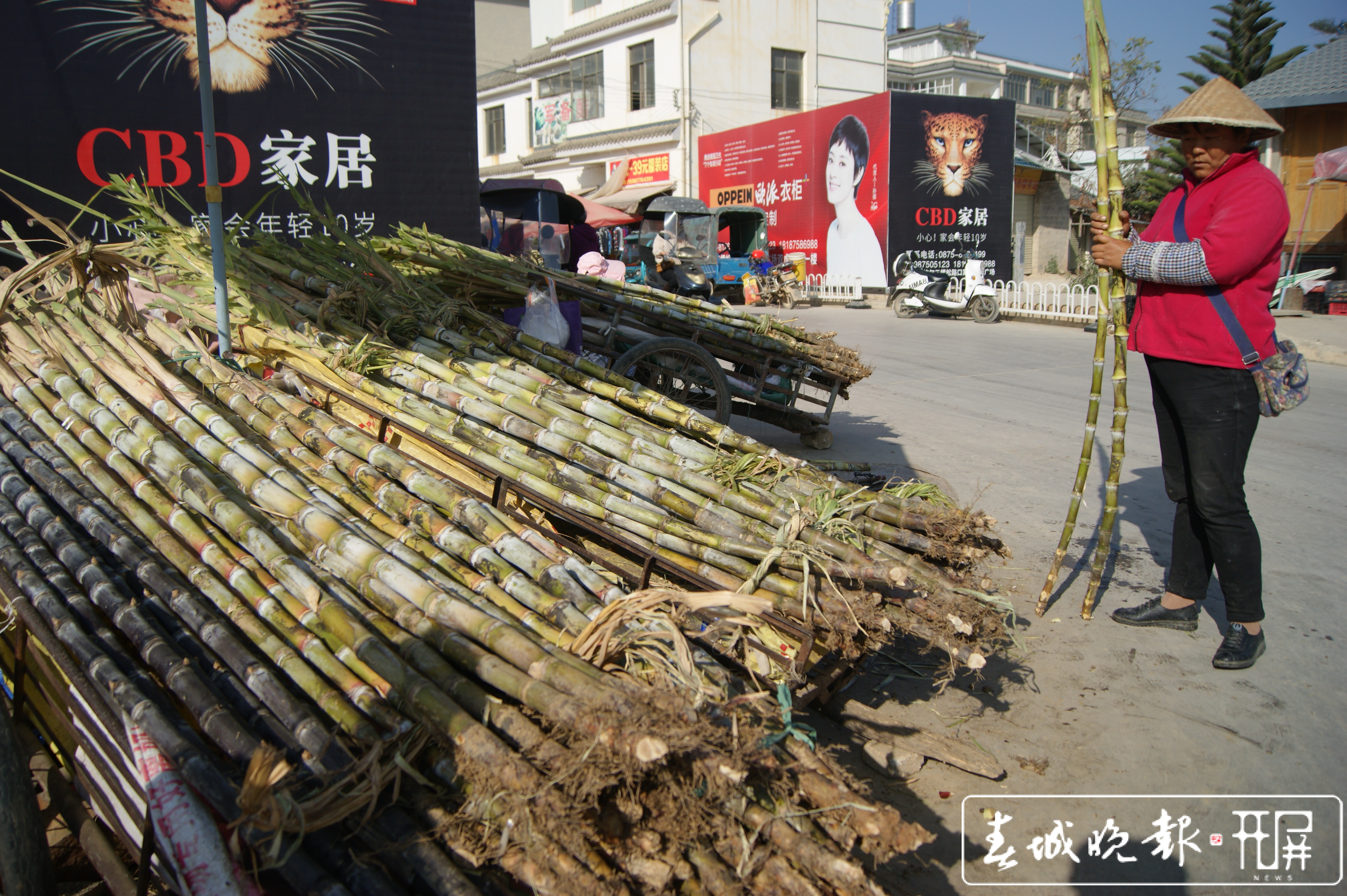 施甸：过年了 一起“刳”甘蔗克 (1).jpg