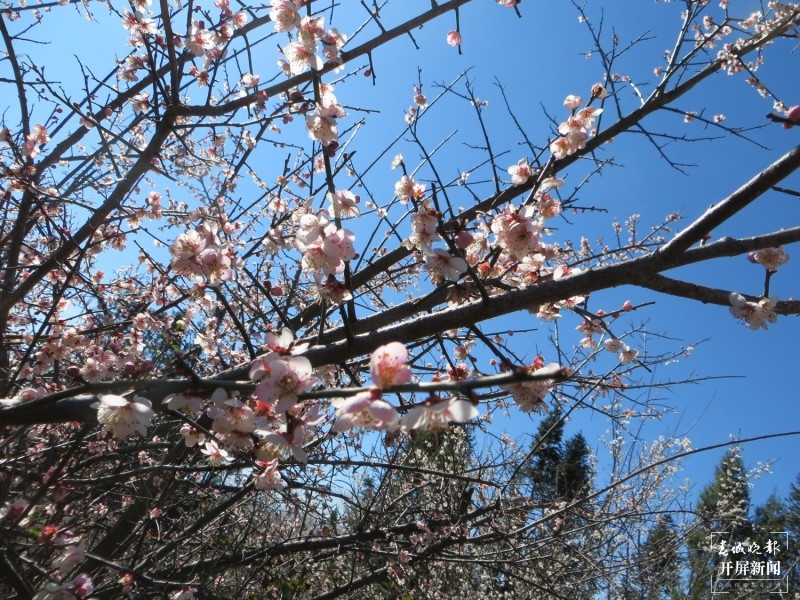 腾冲：中营千亩梅花竞相开放 犹如点点白雪洒在村中 崔敏 摄
