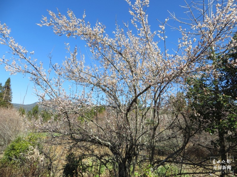 腾冲：中营千亩梅花竞相开放 犹如点点白雪洒在村中 崔敏 摄