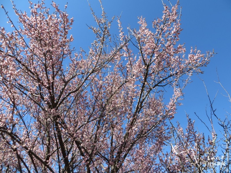 腾冲：中营千亩梅花竞相开放 犹如点点白雪洒在村中 崔敏 摄