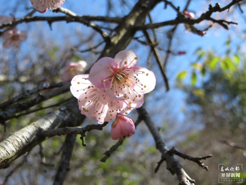 腾冲：中营千亩梅花竞相开放 犹如点点白雪洒在村中 崔敏 摄