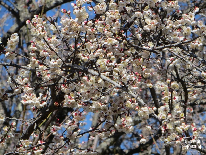 腾冲：中营千亩梅花竞相开放 犹如点点白雪洒在村中 崔敏 摄
