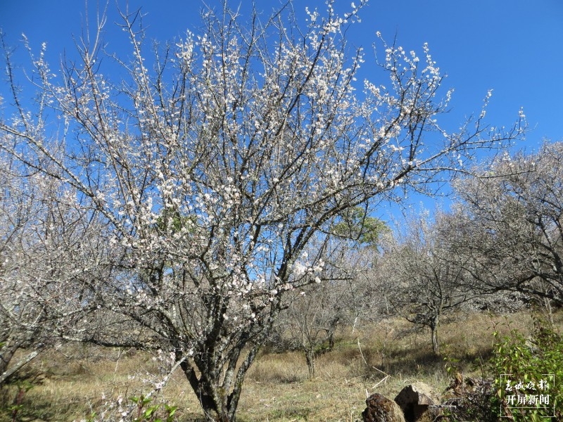 腾冲：中营千亩梅花竞相开放 犹如点点白雪洒在村中 崔敏 摄
