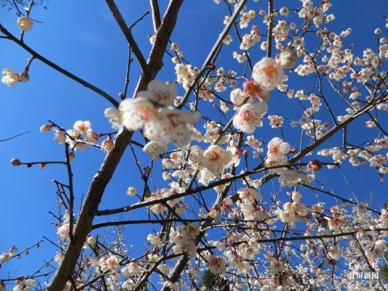 腾冲：中营千亩梅花竞相开放 犹如点点白雪洒在村中 崔敏 摄