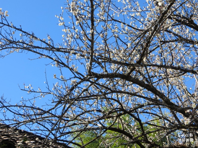 腾冲：中营千亩梅花竞相开放 犹如点点白雪洒在村中 崔敏 摄