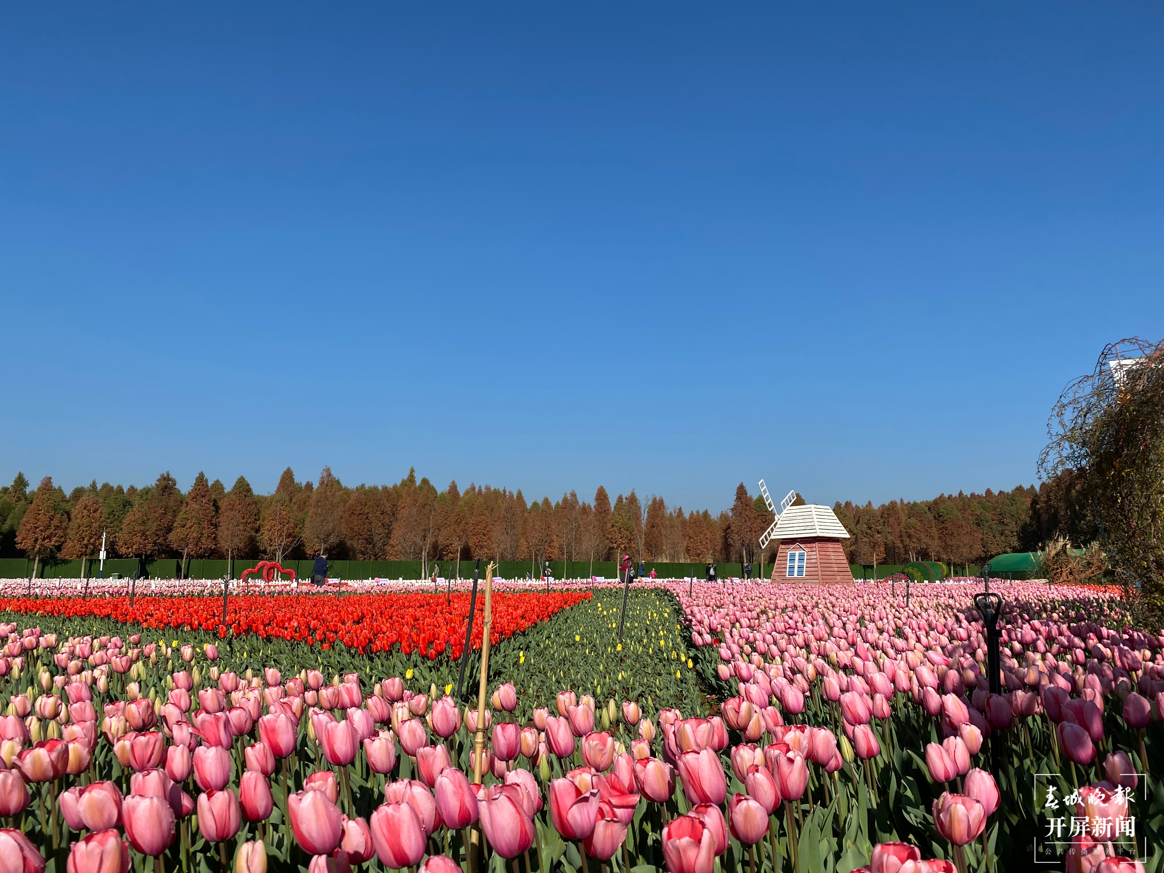 2021年捞渔河郁金香花展开幕，预计花期持续至3月中旬