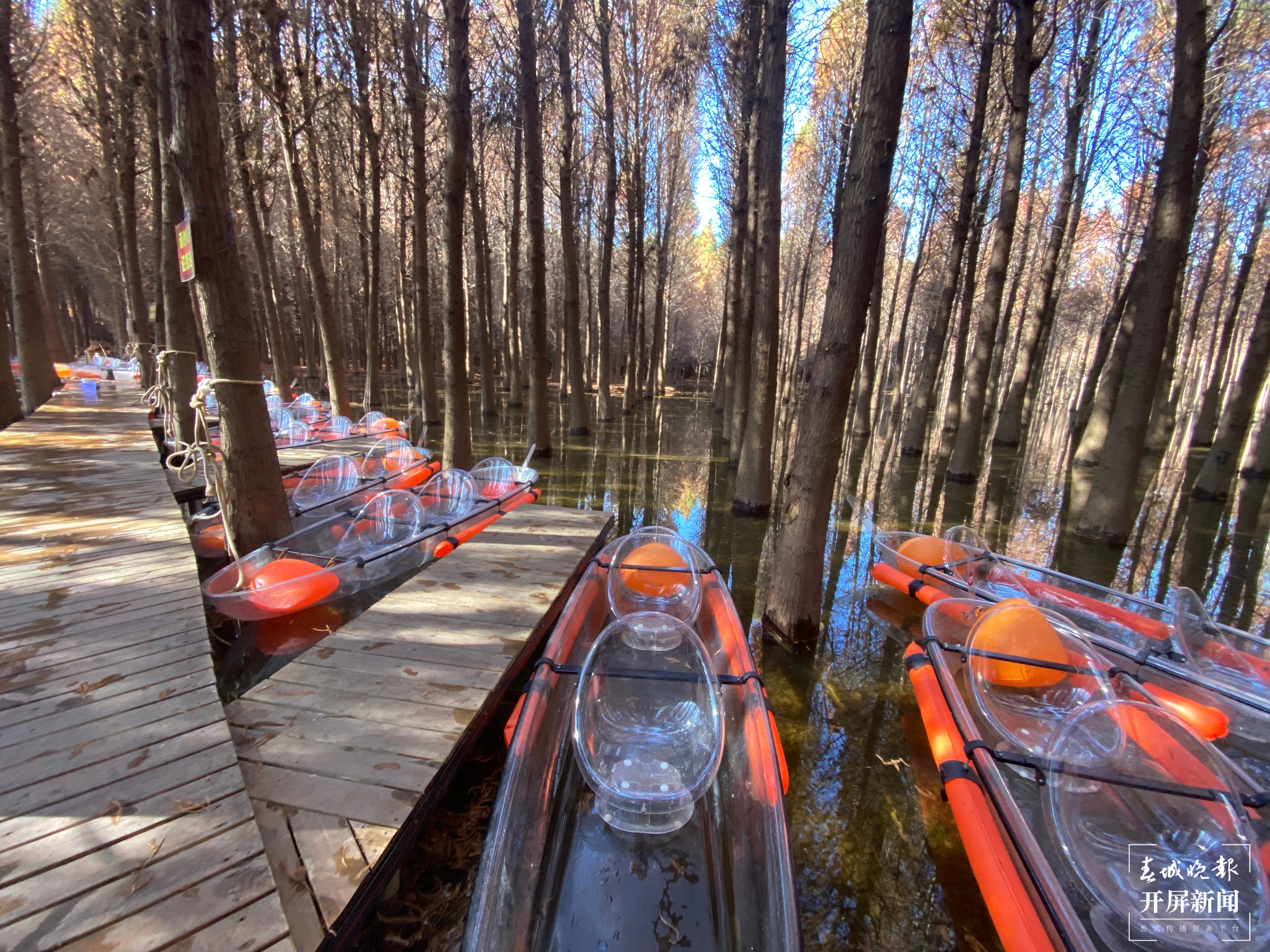 2021年捞渔河郁金香花展开幕，预计花期持续至3月中旬