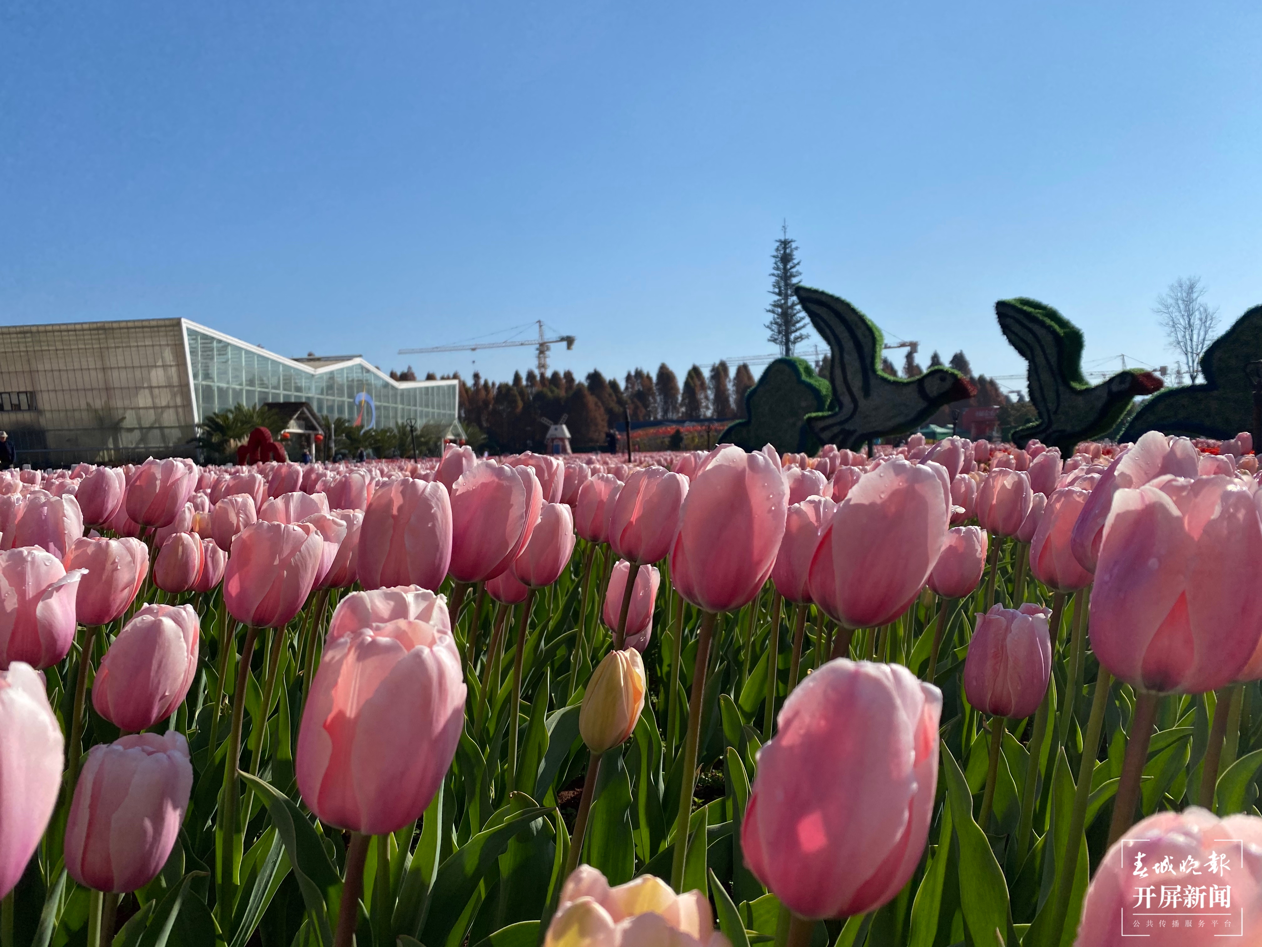 2021年捞渔河郁金香花展开幕，预计花期持续至3月中旬