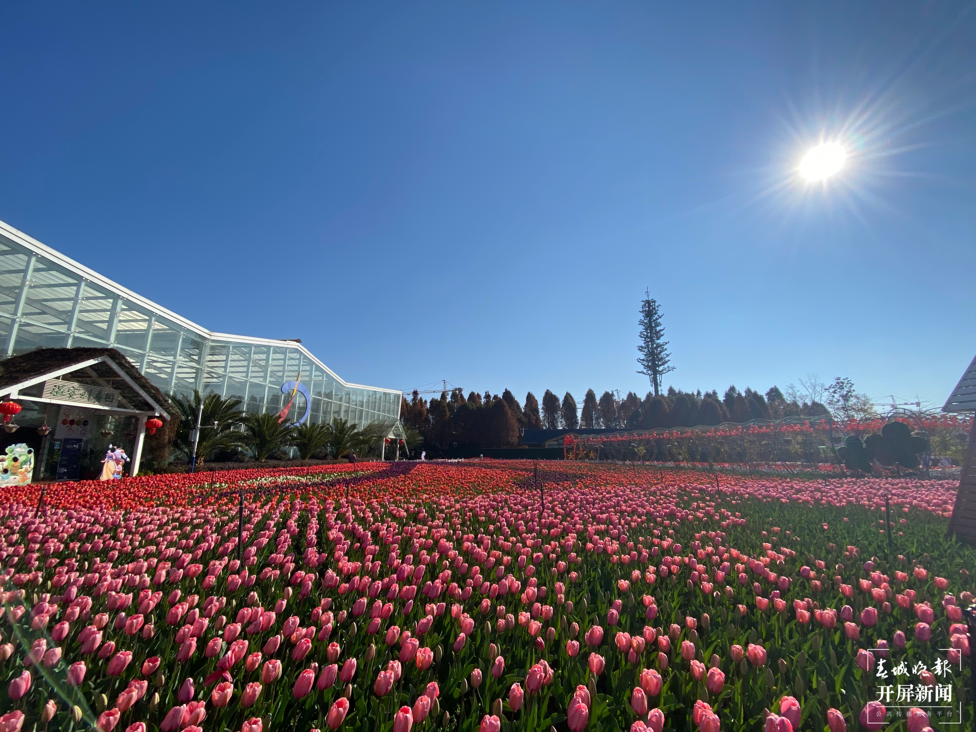 2021年捞渔河郁金香花展开幕，预计花期持续至3月中旬