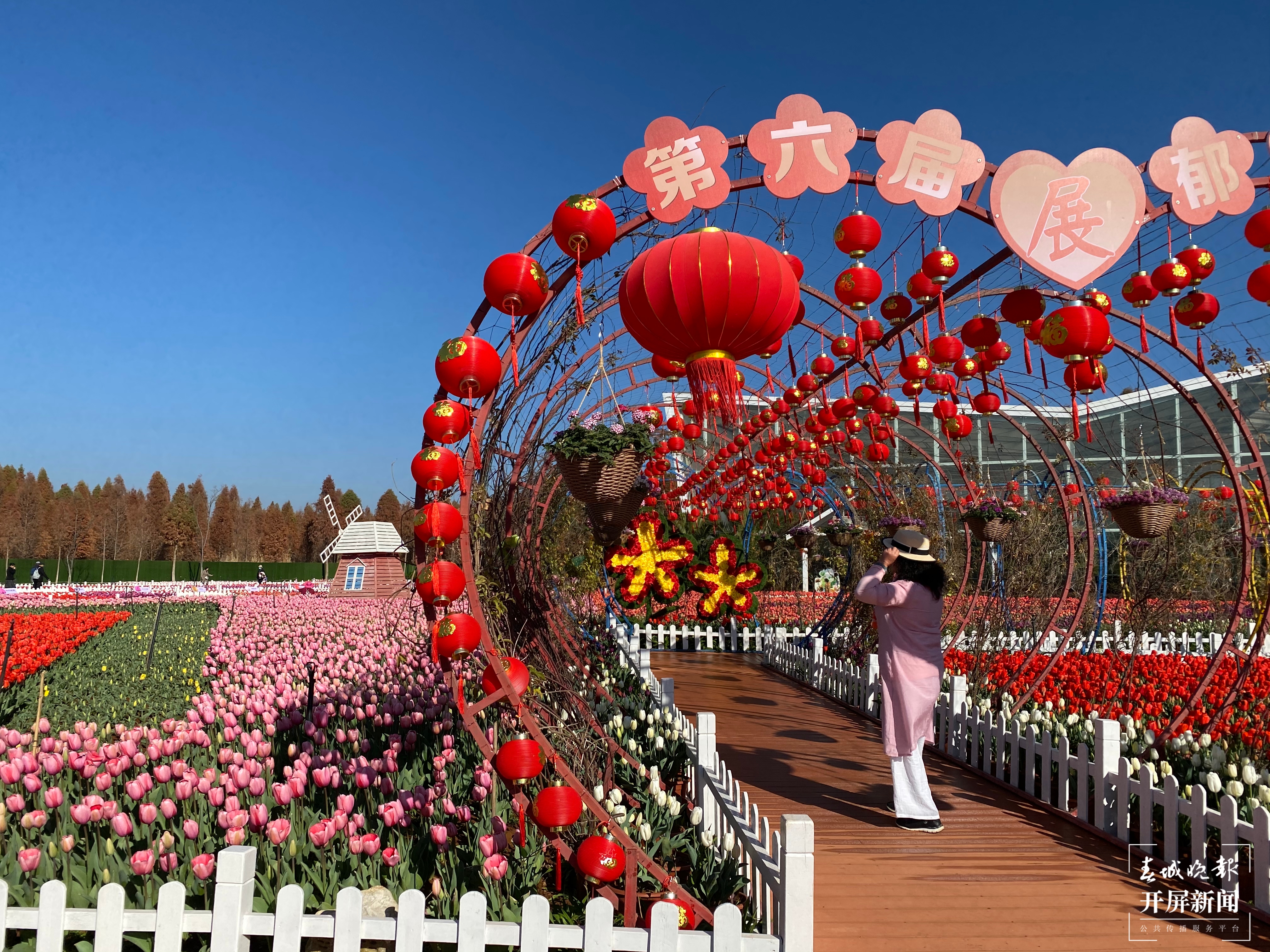 2021年捞渔河郁金香花展开幕，预计花期持续至3月中旬