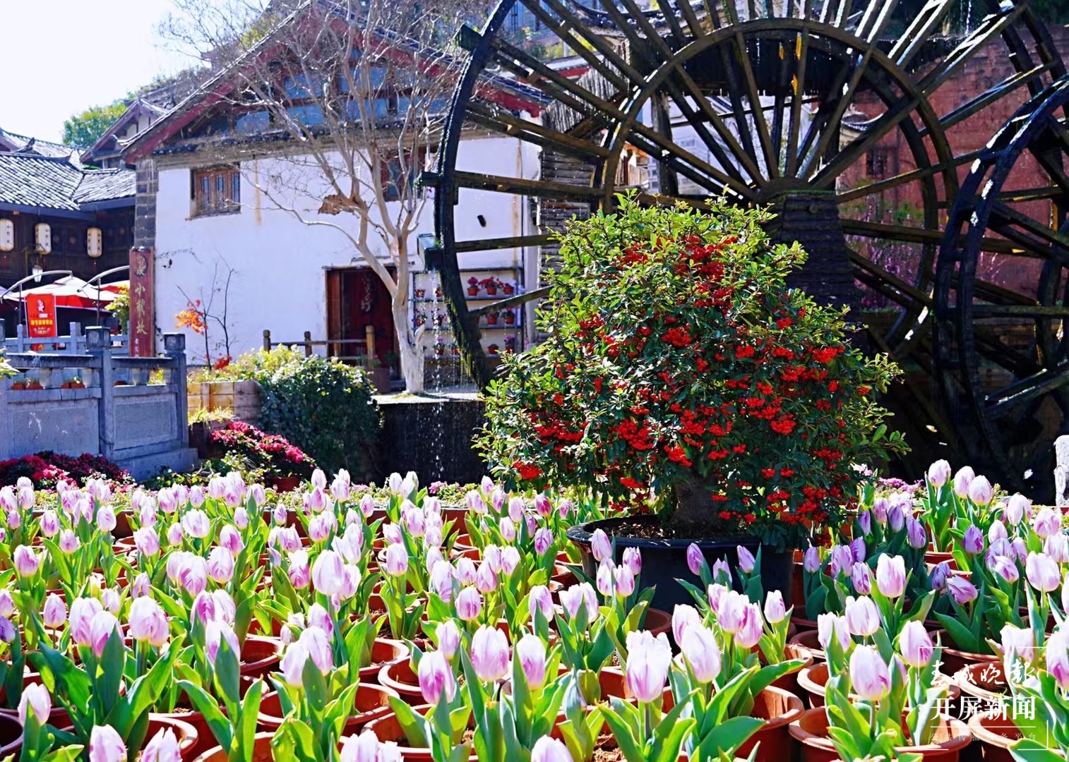 丽江古城鲜花盛放（ 图片由@宁琳 提供）