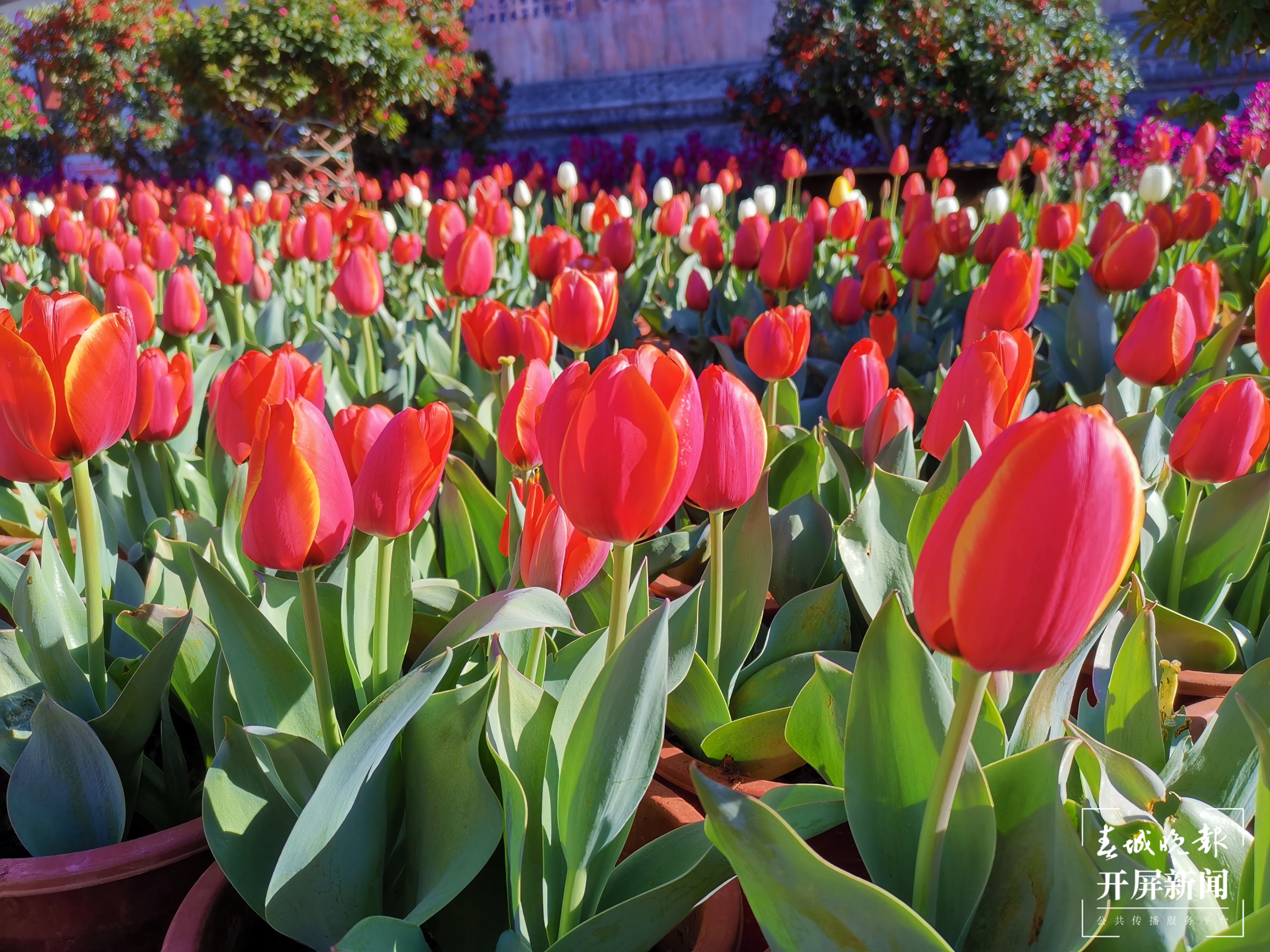 丽江古城鲜花盛放（ 图片由@宁琳 提供）