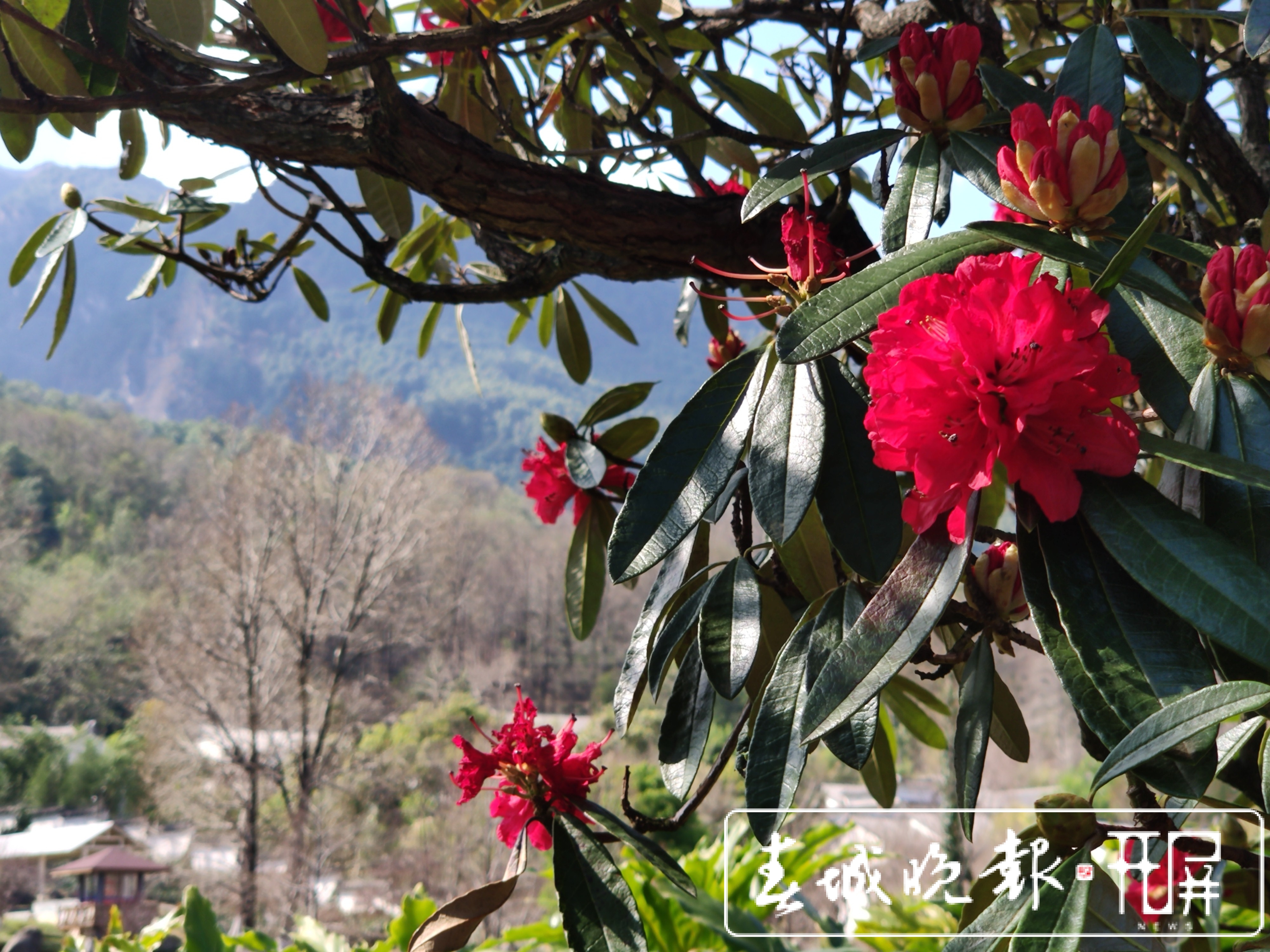 大理的茶花开了！春节来大理赶花gai (29).jpg