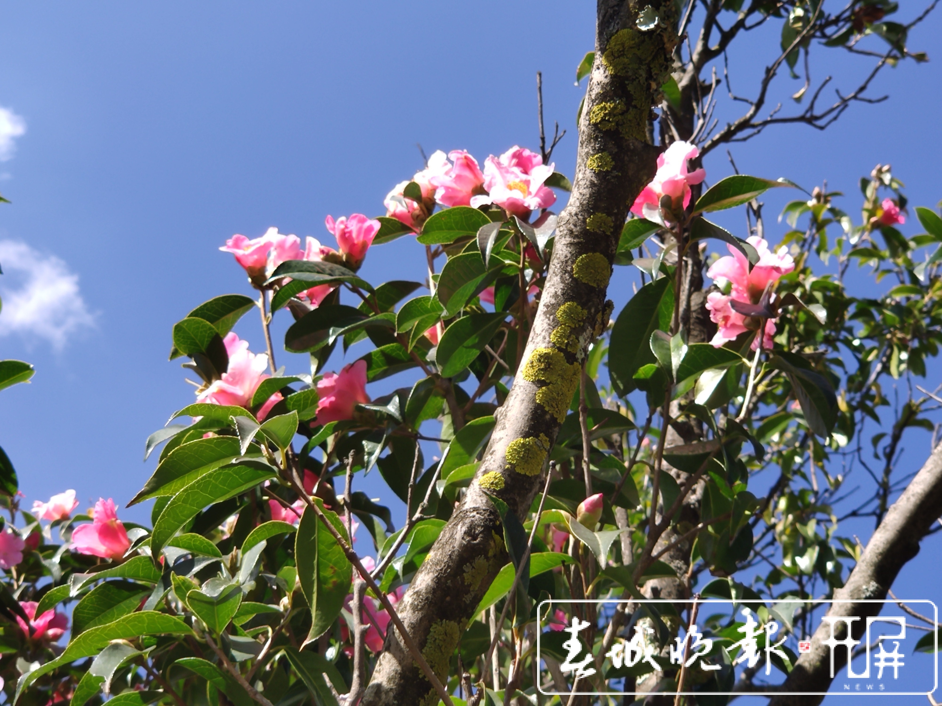 大理的茶花开了！春节来大理赶花gai (27).jpg