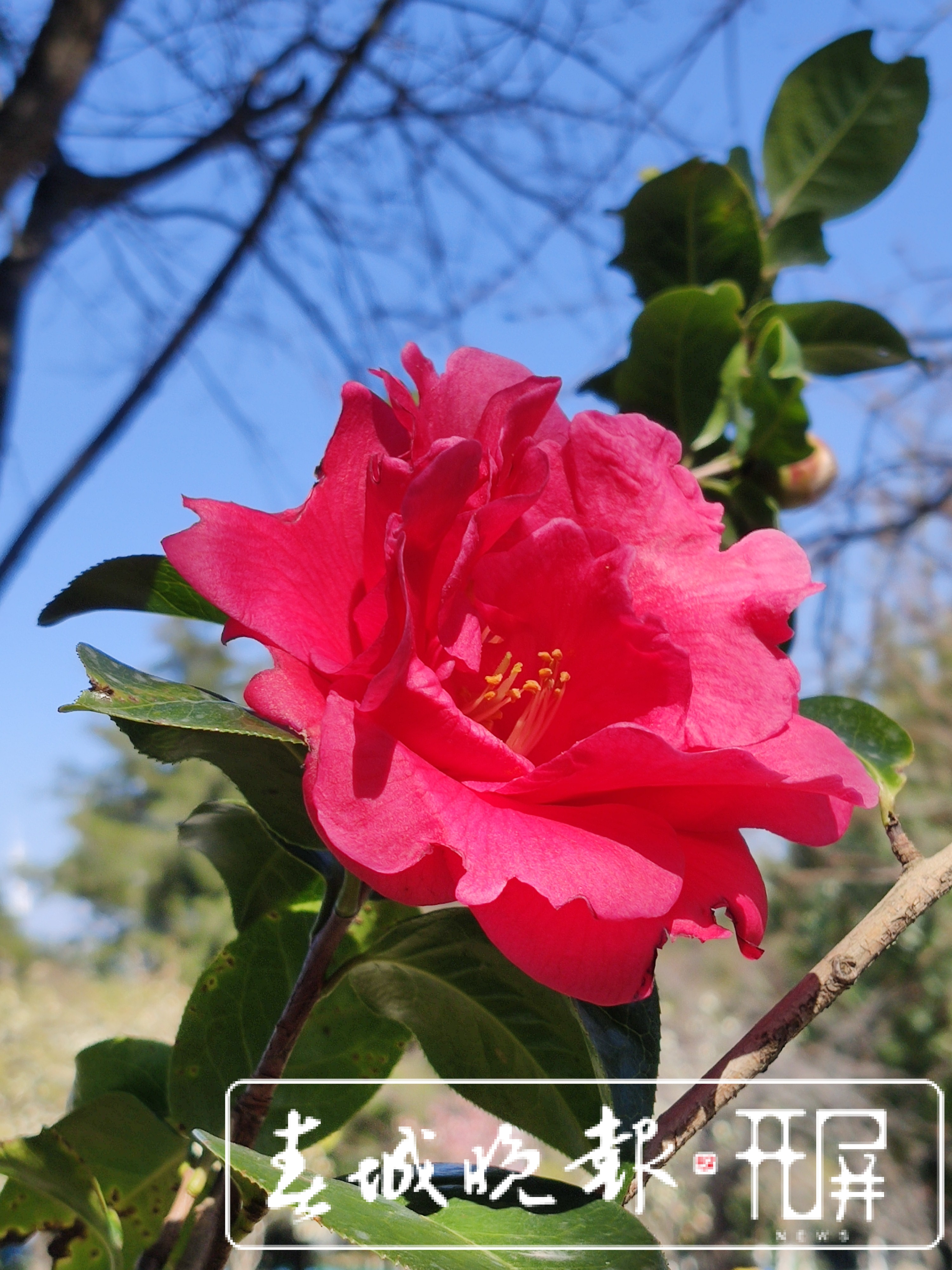 大理的茶花开了！春节来大理赶花gai (7).jpg