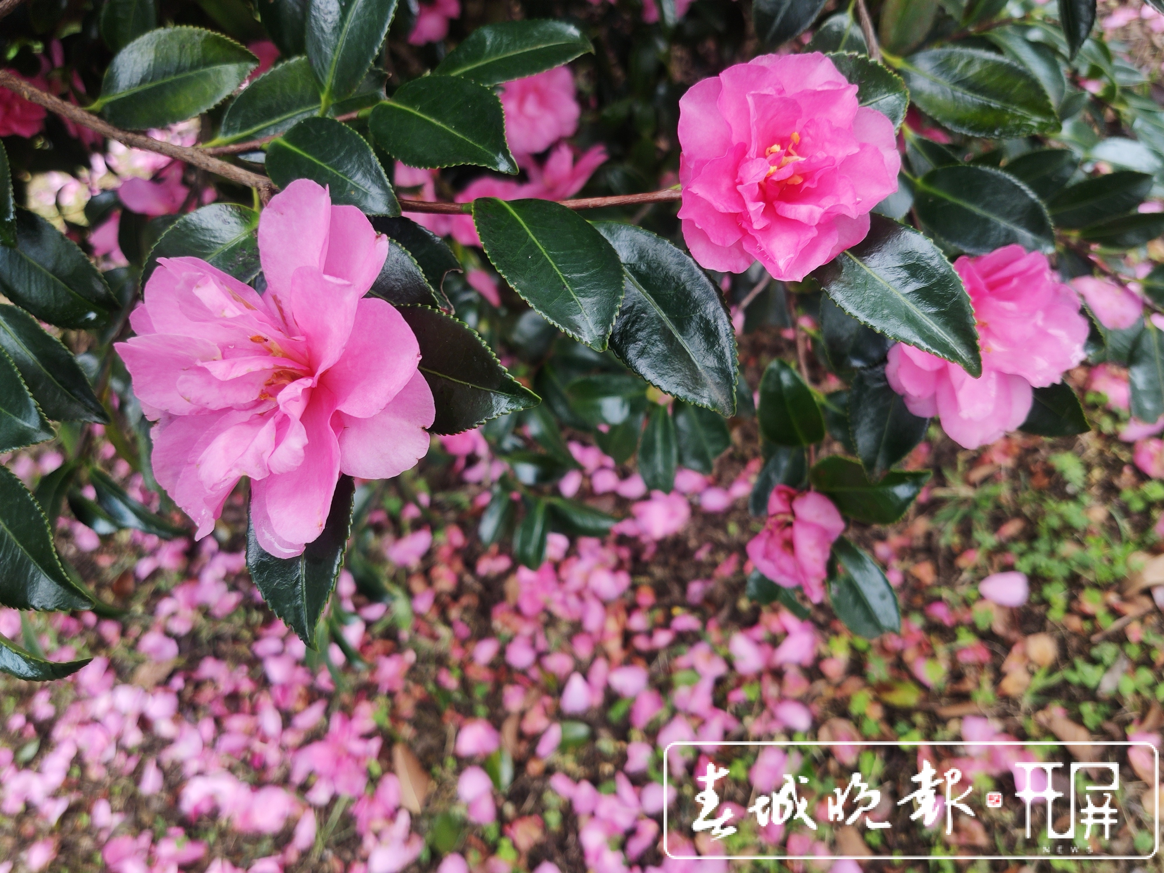 大理的茶花开了！春节来大理赶花gai (2).jpg